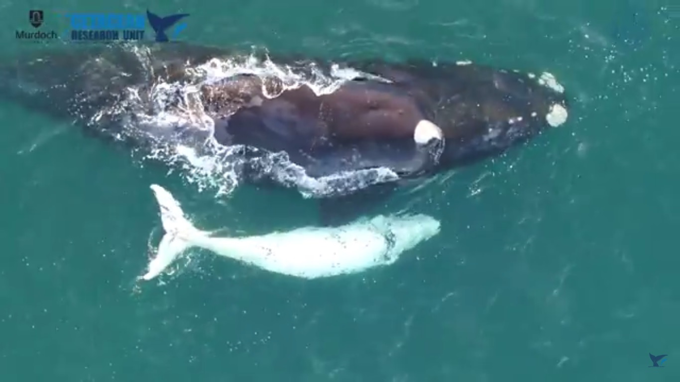 Naukowcom z uniwersytetu Murdoch udało się nakręcić przy pomocy drona niezwykle rzadkiego wieloryba biskajskiego południowego. Fot. youtube / Mucru.org