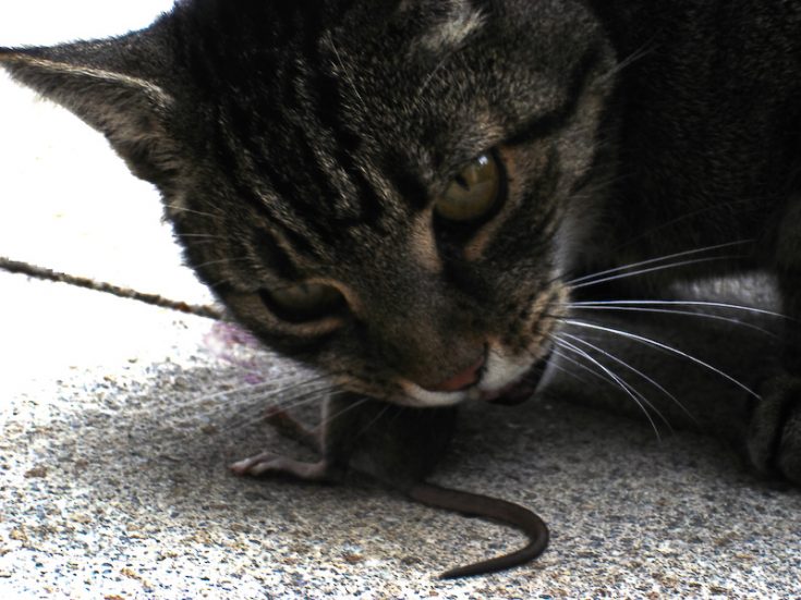 cat-eating-mouse