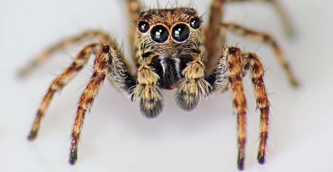 jumping-spider_c_r