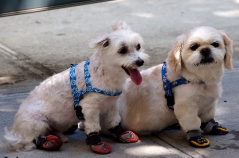 dogs-in-sneakers