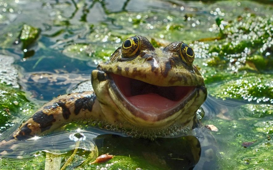 Żaba uśmiecha się do kamery w Lipetsk Oblast, Rosja. Dodane przez Artyom Krivosheev / Comedy Wildlife Photography Awards.