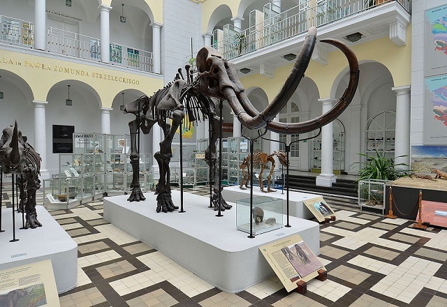 Szkielet mamuta włochatego w Muzeum Geologicznym Państwowego Instytutu Geologicznego w Warszawie. Fot. Wikimedia Commons