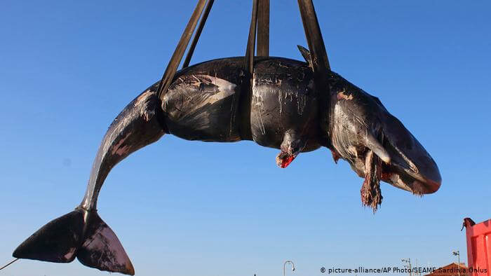 22 kg plastiku w żołądku wieloryba
