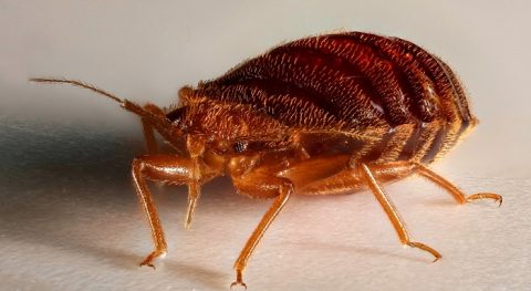 Jak skutecznie zwalczać pluskwy