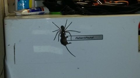 Pająk upolował mysz – Video