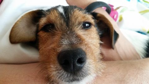 Coraz mniej w nas ludzkich instynktów. W naszym kraju rośnie liczba przestępstw przeciwko zwierzętom