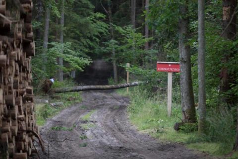 Dariusz Stokwiszewski: Czy ktoś odpowie za rabunkową politykę leśną w Polsce?!