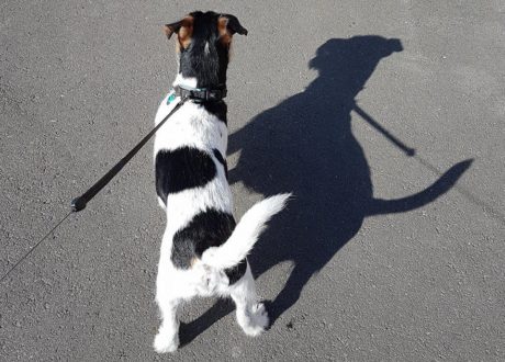 Choroby przenoszone przez kleszcze, mogą prowadzić nawet do śmierci pupila