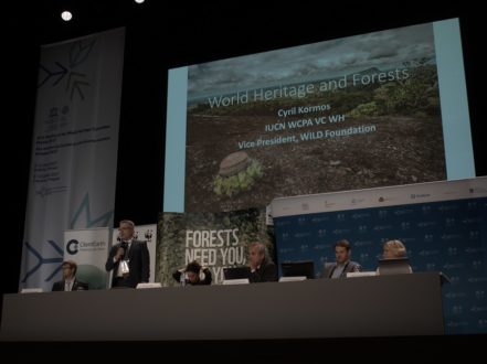 Wnioski WWF po obradach UNESCO w Krakowie: Puszcza Białowieska powinna być chroniona bez ingerencji człowieka