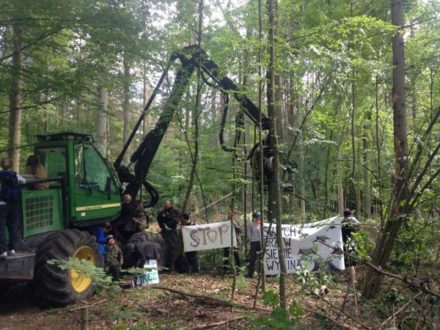 Trybunał Sprawiedliwości UE wydaje zakaz wycinki w Puszczy Białowieskiej