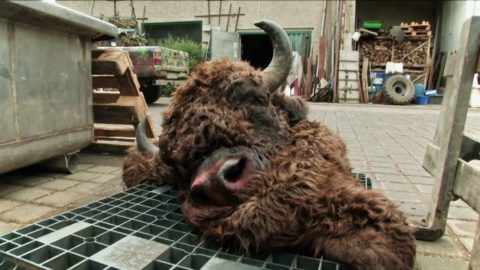 Niemieccy myśliwi rozpętali kryzys polityczny. Zastrzelili i odcięli łeb zabłąkanemu żubrowi z Polski