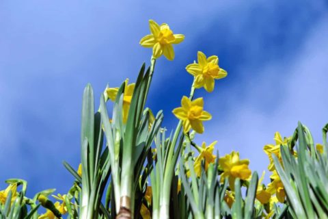 Naukowcy odkryli przeciwrakowe działanie, naturalnego alkaloidu wyodrębnionego z żonkili