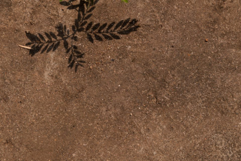 Dariusz Lachowski: Indie słowem i obrazem – Kres