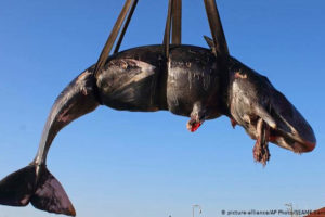 22 kg plastiku w żołądku wieloryba