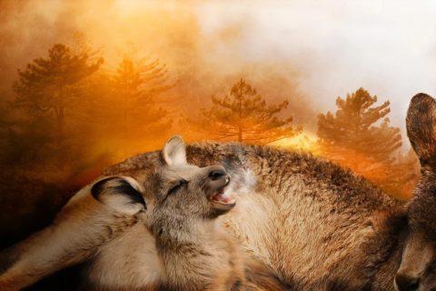 Andrzej Saramonowicz: Pół miliarda zwierząt. Pół miliarda śmierci. Ta liczba odbiera oddech