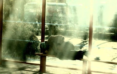 W Berlinie podpalono bezdomnego Polaka