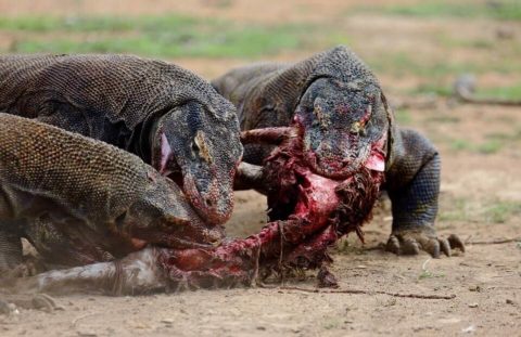 Radek Wiśniewski: Sytuacyjna litania o normalności, stanach wyjątkowych oraz jaszczurach