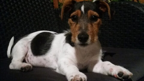 Czy psy wkraczają w nową fazę ewolucji?