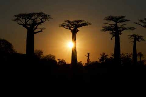 Do tej pory odkryto zaledwie 10–20 proc. gatunków zwierząt. Większość nieodkrytych może wyginąć, zanim je poznamy