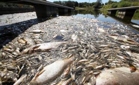 Katastrofa ekologiczna na Odrze