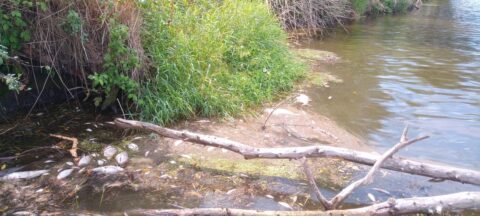 Katastrofa ekologiczna na Odrze