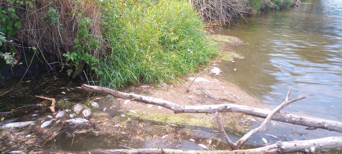 Katastrofa ekologiczna na Odrze