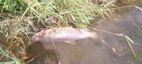 Katastrofa ekologiczna. Tysiące martwych ryb w Odrze