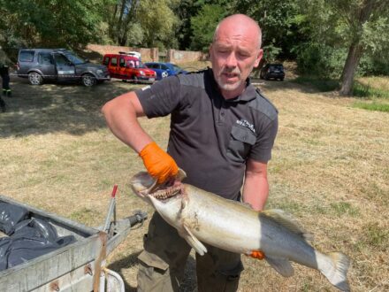 W Odrze umierają ryby