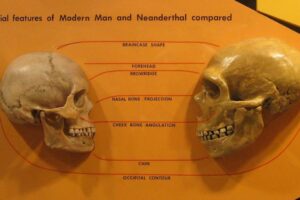 Porównanie czaszek ludzkiej i neandertalczyka