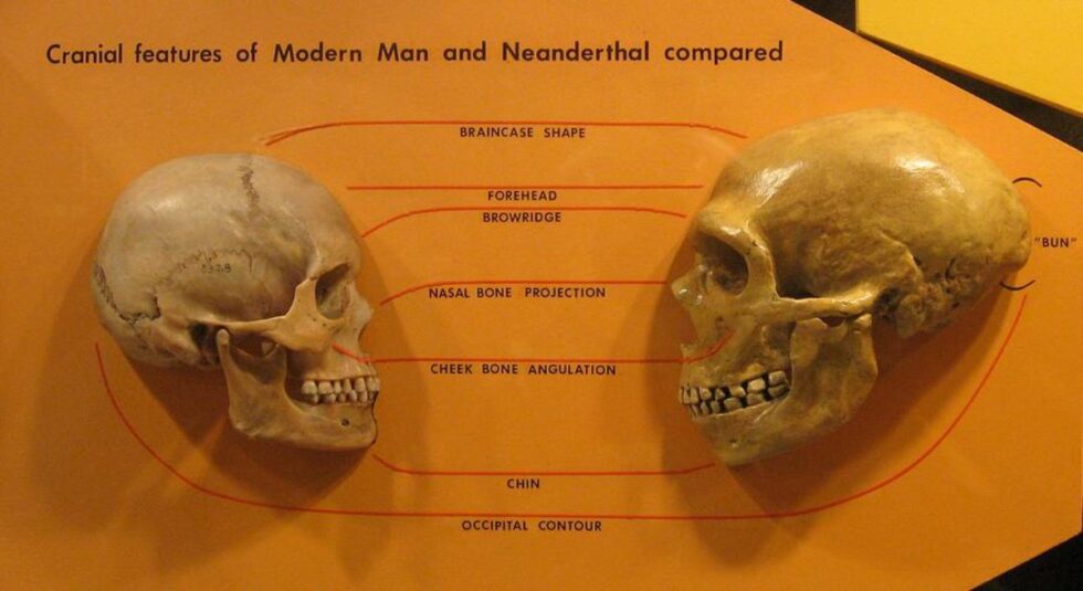Porównanie czaszek ludzkiej i neandertalczyka