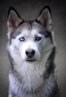 Mity o psiej jaskrze – jak naprawdę wygląda ta choroba