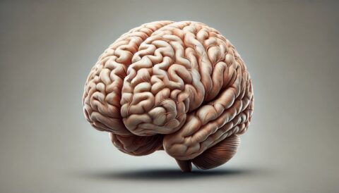 Ilustracja ludzkiego mózgu