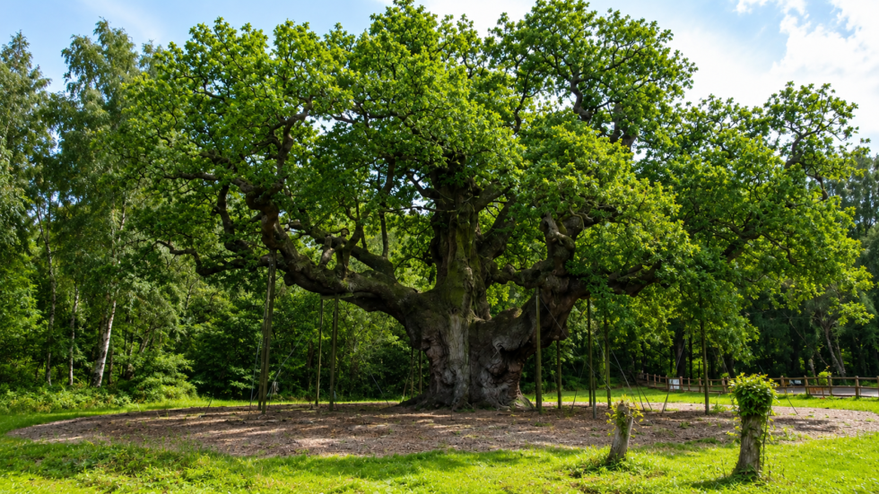 Po ponad tysiącu lat obumarł Major Oak – legendarny dąb Robin Hooda z Sherwood Forest